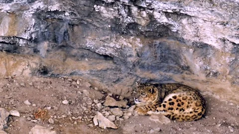 Snow Leopard resting in his den during a Himalayan snowstorm Stock-Footage 300951485
