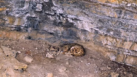 Snow Leopard resting in his den during a Himalayan snowstorm Stock-Footage 300951497
