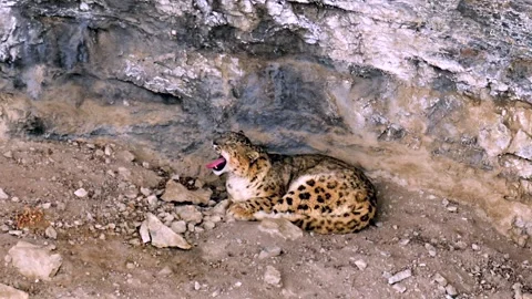 Snow Leopard resting in his den during a Himalayan snowstorm Stock-Footage 300951501