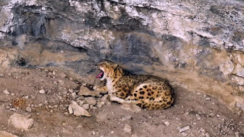 Snow Leopard resting in his den during a Himalayan snowstorm Stock-Footage 300951525