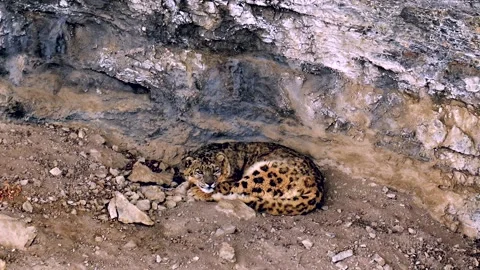 Snow Leopard resting in his den during a Himalayan snowstorm Stock-Footage 300951539
