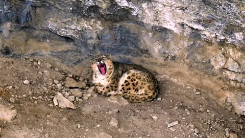 Snow Leopard resting in his den during a Himalayan snowstorm Stock-Footage 300952174