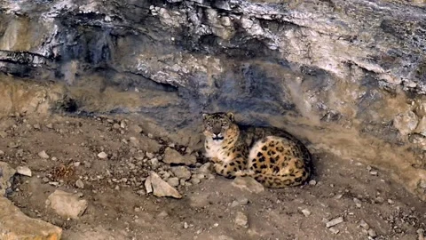 Snow Leopard resting in his den during a Himalayan snowstorm Stock-Footage 300952176