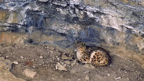 Snow Leopard resting in his den during a Himalayan snowstorm Stock-Footage 300952215