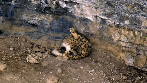 Snow Leopard resting in his den during a Himalayan snowstorm Stock-Footage 300952225