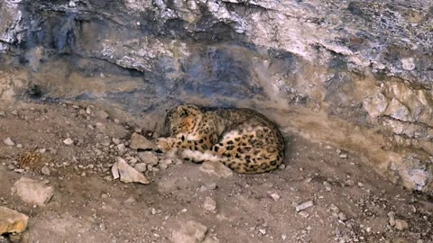 Snow Leopard resting in his den during a Himalayan snowstorm Stock-Footage 300952312