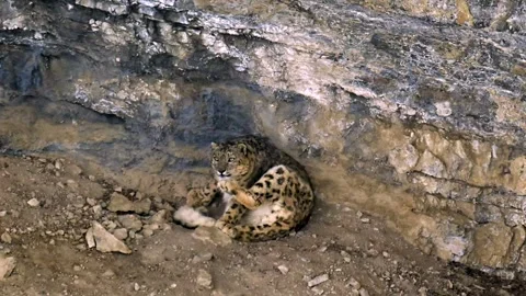 Snow Leopard resting in his den during a Himalayan snowstorm Stock-Footage 300952314