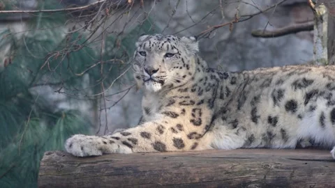 Snow leopard resting on a log with a serene expression Stock Footage 332681913