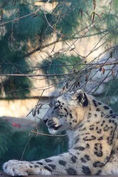 Snow leopard resting on a log surrounded by green foliage, showcasing its d.. 写真素材