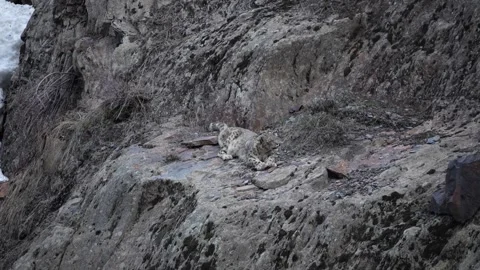 Snow leopard resting on the mountains of the Indian Himalayas in Himachal. Video stock 273765558