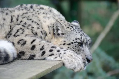 Snow leopard resting Stock Photos