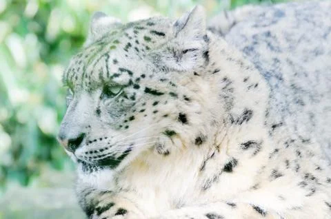 Snow leopard resting Stock Photos