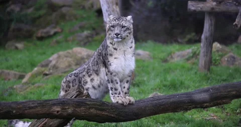 A snow leopard is resting in the plain Stock Footage 169489455