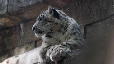 Snow Leopard resting on rocks, side profile of face, looking out into Stock Footage 282157999