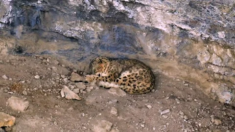 Snow Leopard Resting in Rocky Mountain Cave Telephoto Lens Shot Stock Footage 338260819