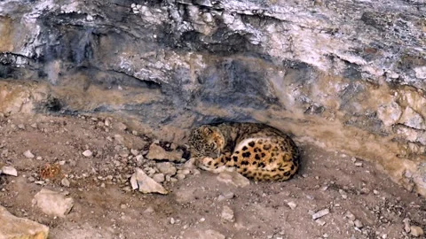 Snow Leopard Resting in Rocky Mountain Cave Telephoto Lens 4k Footage Stock Footage 338260891