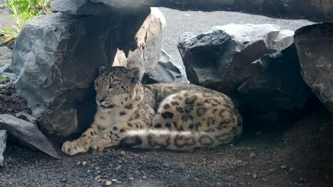Snow leopard resting on rocky terrain, powerful build and camouflaged coat Video stock 341477127