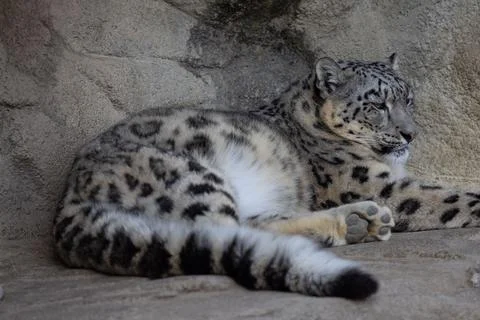 Snow leopard resting in the shadow while leaning against the stone wall Stock Photos