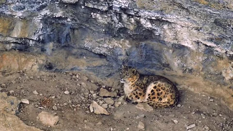 Snow Leopard Resting Under Rocky Mountain Overhang 4k Telephoto Shot Stock Footage 338260789