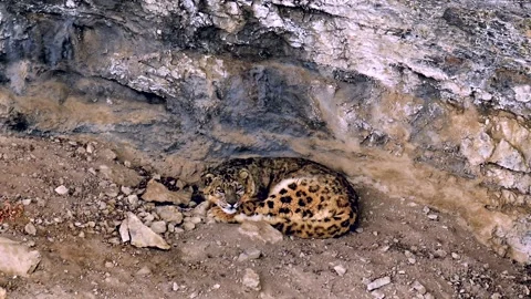 Snow Leopard Resting Under Rocky Cliff Face 4k Telephoto Lens Shot Stock Footage 338260827