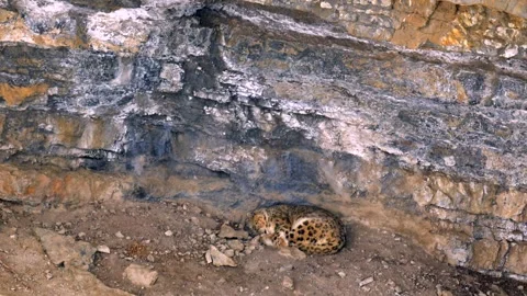 Snow Leopard Resting Under Rocky Mountain Cliff Telephoto Shot 4k Stock Footage 338260855