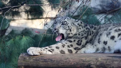 Snow leopard resting on a wooden log yawns and then looks directly at the camera Stock Footage 333465727