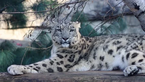 Snow leopard resting on a wooden log under tree branches Stock Footage 333734797
