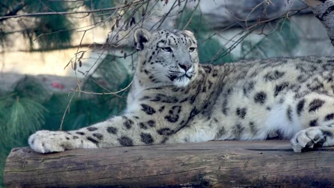 Snow leopard resting on a wooden log, surrounded by greenery Stock Footage 333841048