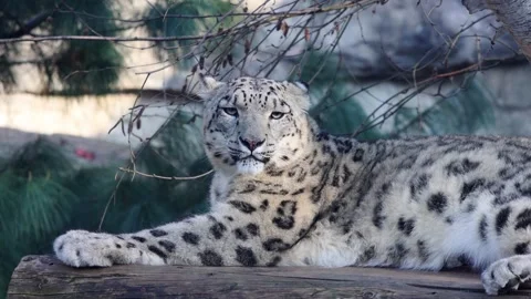Snow leopard resting on a wooden log with a natural background of trees Stock Footage 334244876