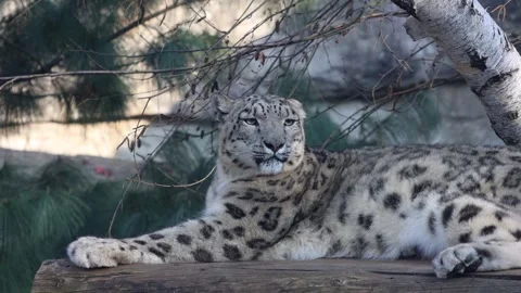 Snow leopard resting on a wooden log under a tree Stock Footage 334632248