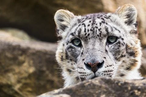 Snow Leopard on the rocks Stock Photos