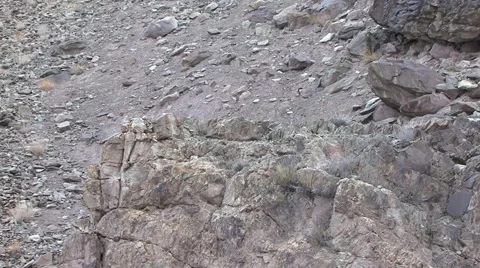 Snow Leopard run on stony ground in the mountain to Blue Sheep kill look around Stock Footage 54747753