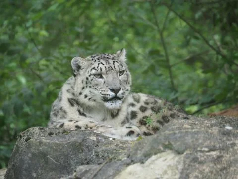 Snow leopard sat on rocks 库存照片