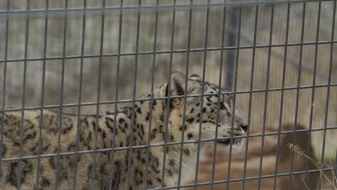 Snow leopard scratching itself on a fence in slow motion p1 Stock Footage 111299436