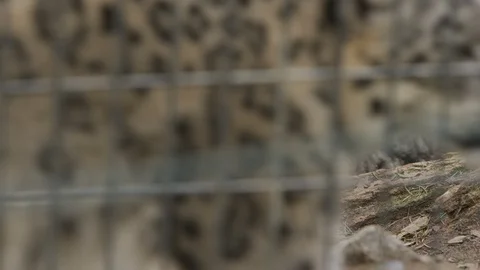 Snow leopard scratching itself on a log in slow motion Stock Footage 111299602