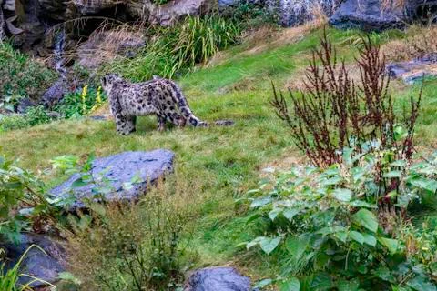 Snow leopard seen from behind Stock Photos