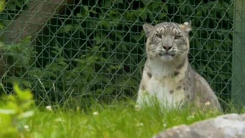 Snow Leopard shaking its head and looking around Stock Footage 114600347