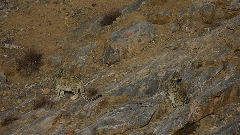 Snow Leopard Siblings Video stock 324960571