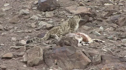 Snow Leopard sit beside Blue Sheep kill in the mountain stony desert Stock Footage 54746324