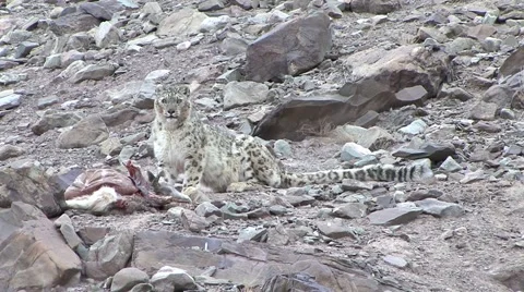 Snow Leopard sit beside Blue Sheep kill in the mountain stony desert Stock Footage 54746505