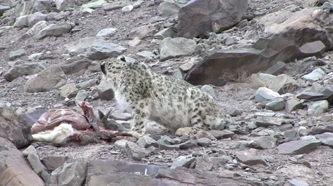 Snow Leopard sit beside Blue Sheep kill in the mountain stony desert Stock Footage 54746564
