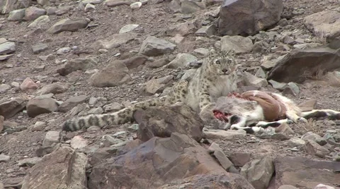 Snow Leopard sit by blue sheep pray look around and eat high up in the mountain Stock Footage 54744509