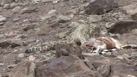 Snow Leopard sit by blue sheep pray feeding on pray high up in the mountain Stock Footage 54745012