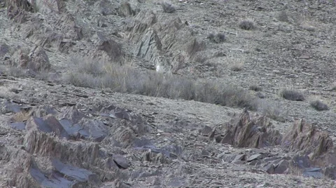 Snow Leopard sit looking around and walk cautiously down the mountain slope Stock Footage 54702440