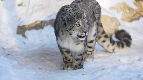 Snow leopard sits on snowy ground licking muzzle before yawn Видео 322041787