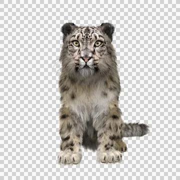 Snow Leopard sitting. 3D illustration isolated on transparent background. Stock Illustration