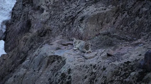 Snow Leopard Sitting on Lava Rock Mountain, Paws Crossed, Relaxing in Daylight 스톡 동영상 273765475