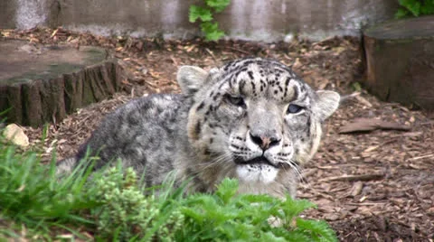 Snow leopard sitting still Stock Footage 22755221