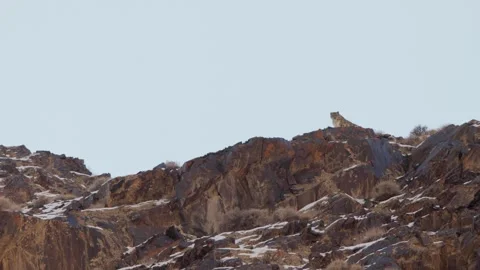 Snow Leopard sitting on the top of the wild camouflage mountain and Stock Footage 281564930