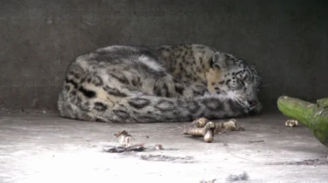 Snow leopard sleeping 動画素材 22754635